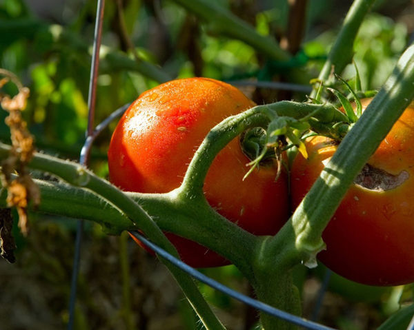 tomatoes_web