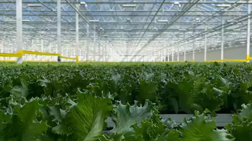 Leafy green lettuce fills the forefront while rows of lettuce in an enclosed conservatory-like building fill the image.
