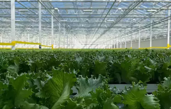 Leafy green lettuce fills the forefront while rows of lettuce in an enclosed conservatory-like building fill the image.