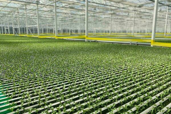 Rows of green spinach grow inside of a building. Large white industrial columns and yellow tape fill the building.